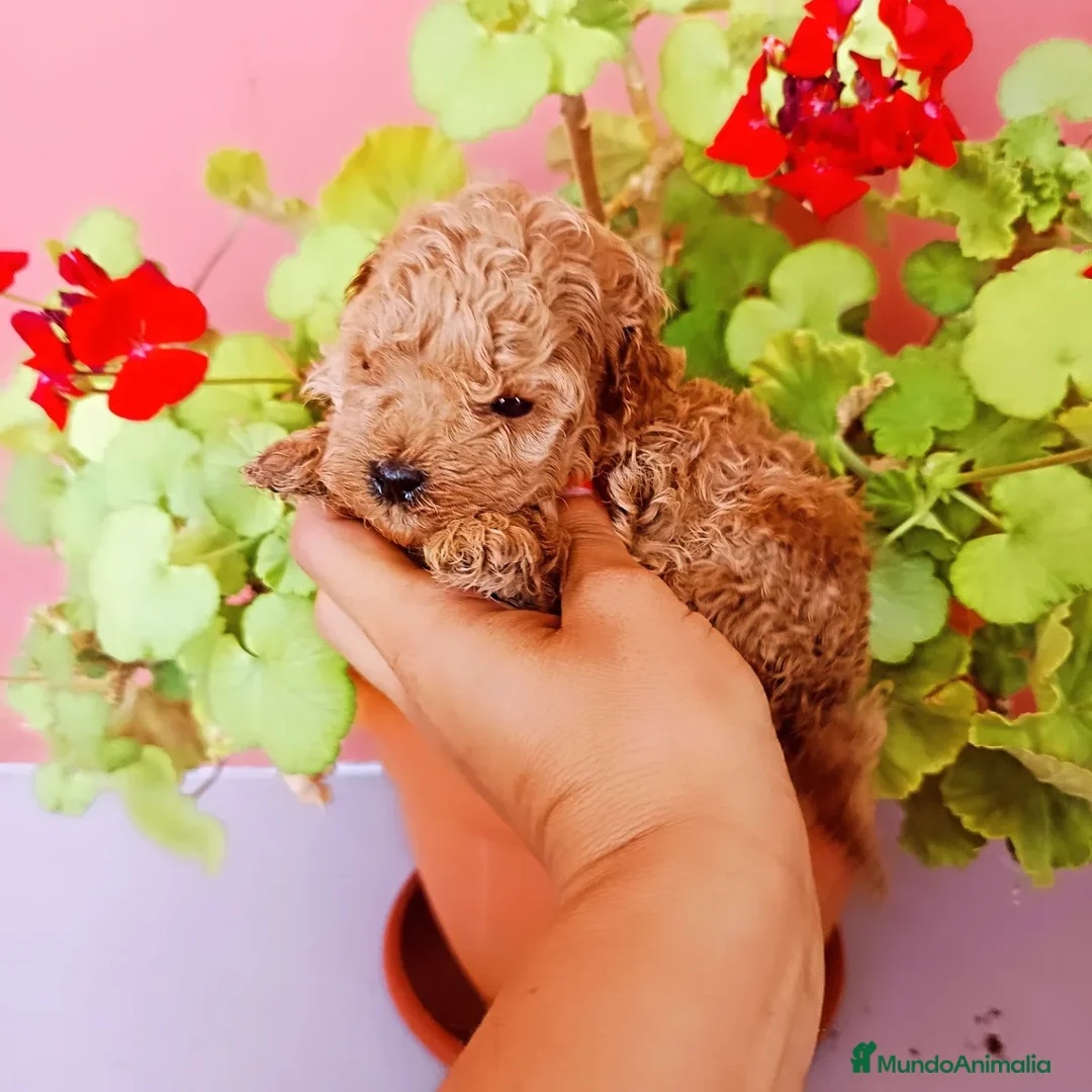 Caniche Toy perros en venta: Caniche toy - Anuncio 3