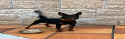 Pinscher Miniatura perros en venta: Pincher Miniatura  - Anuncio 4