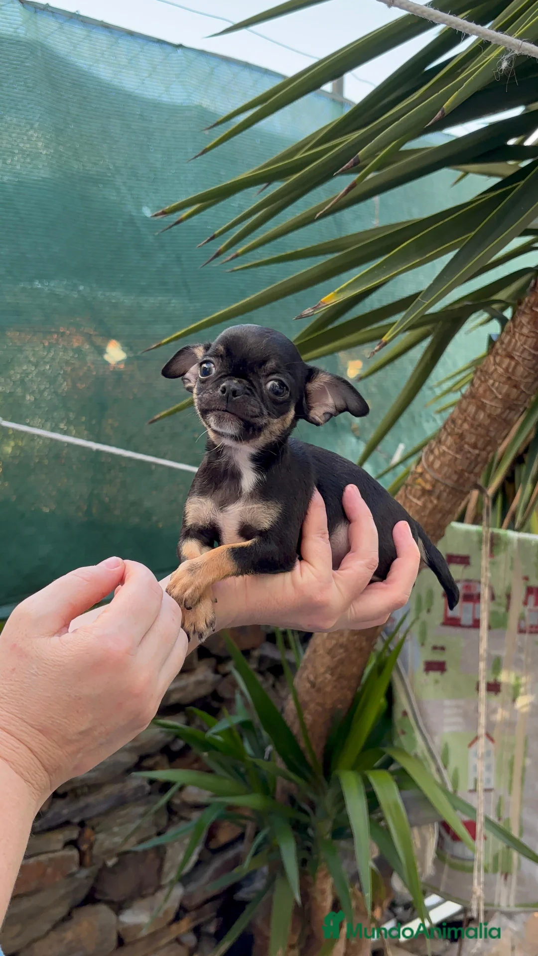 Chihuahua perros en venta: Chihuahua línea rusa  - Anuncio 5