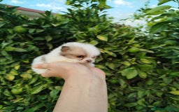 Pomerania perros en venta: Lulú de pomerania toy  - Imagen 8