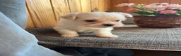 Bichón Maltés perros en venta: Cachorros Bichón Maltés Pedigree - Anuncio 3