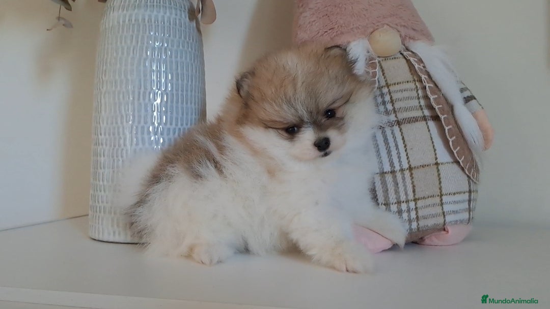 Pomerania perros en venta: Lulu de Pomerania  - Anuncio 5