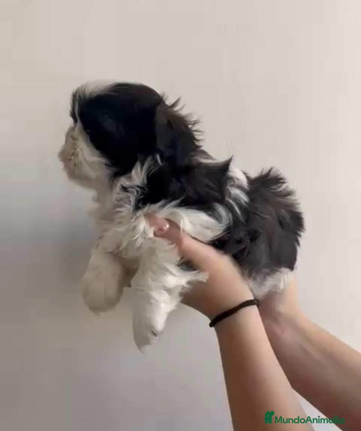 Shih Tzu perros Machito en venta de shitzu  - Anuncio 1