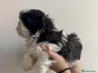 Shih Tzu perros Machito en venta de shitzu - Anuncio 1