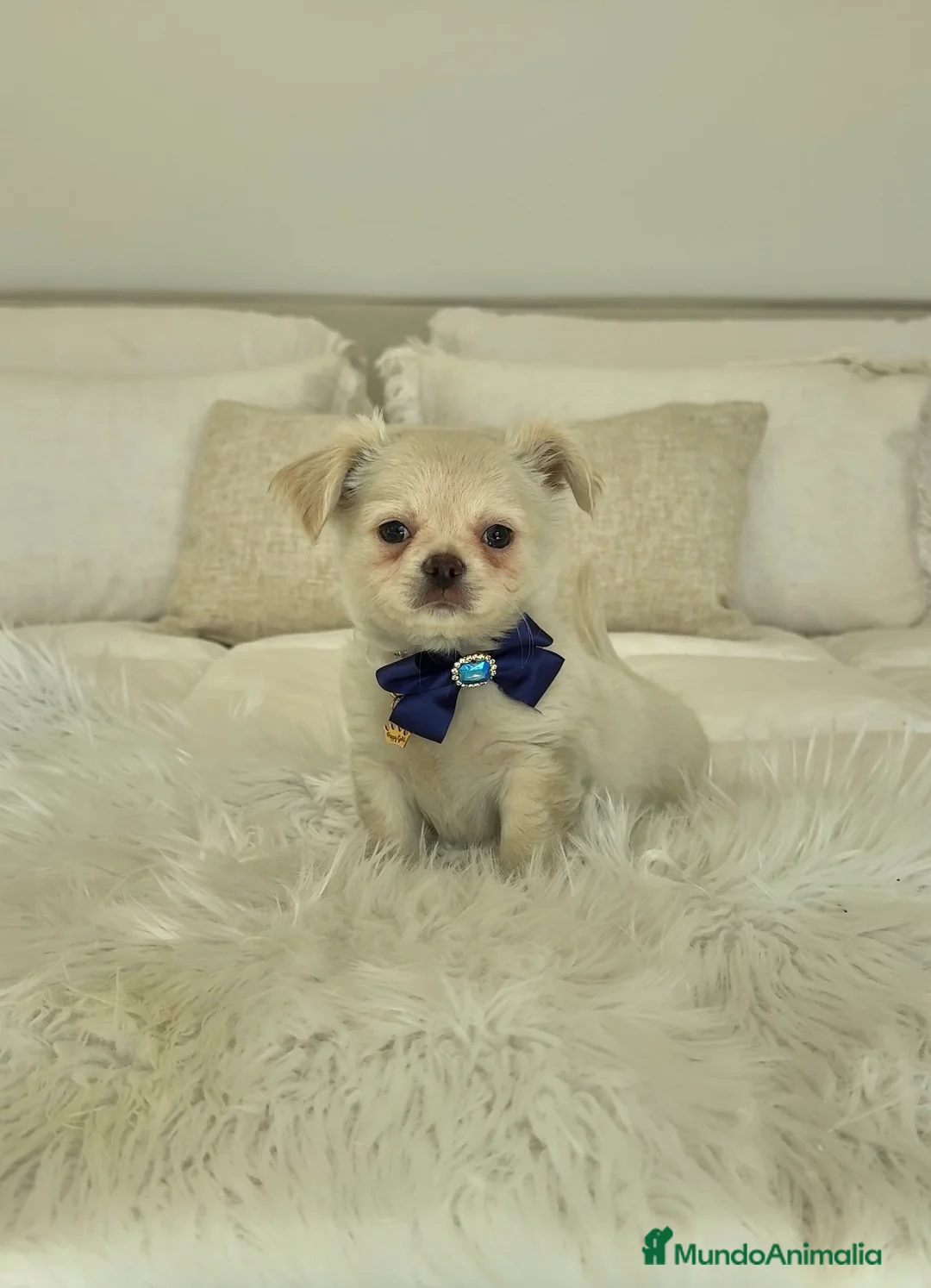 Chihuahua perros en venta: Chihuahua pelo largo - Anuncio 1