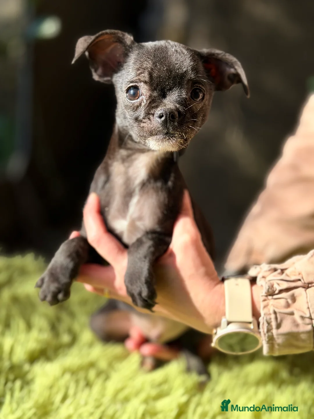 Chihuahua perros en venta: Chihuahua negrito  - Anuncio 3