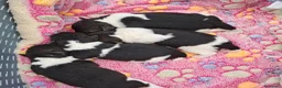 Fox Terrier de Pelo Duro perros en venta: Bebés Foxterrier  - Anuncio 3