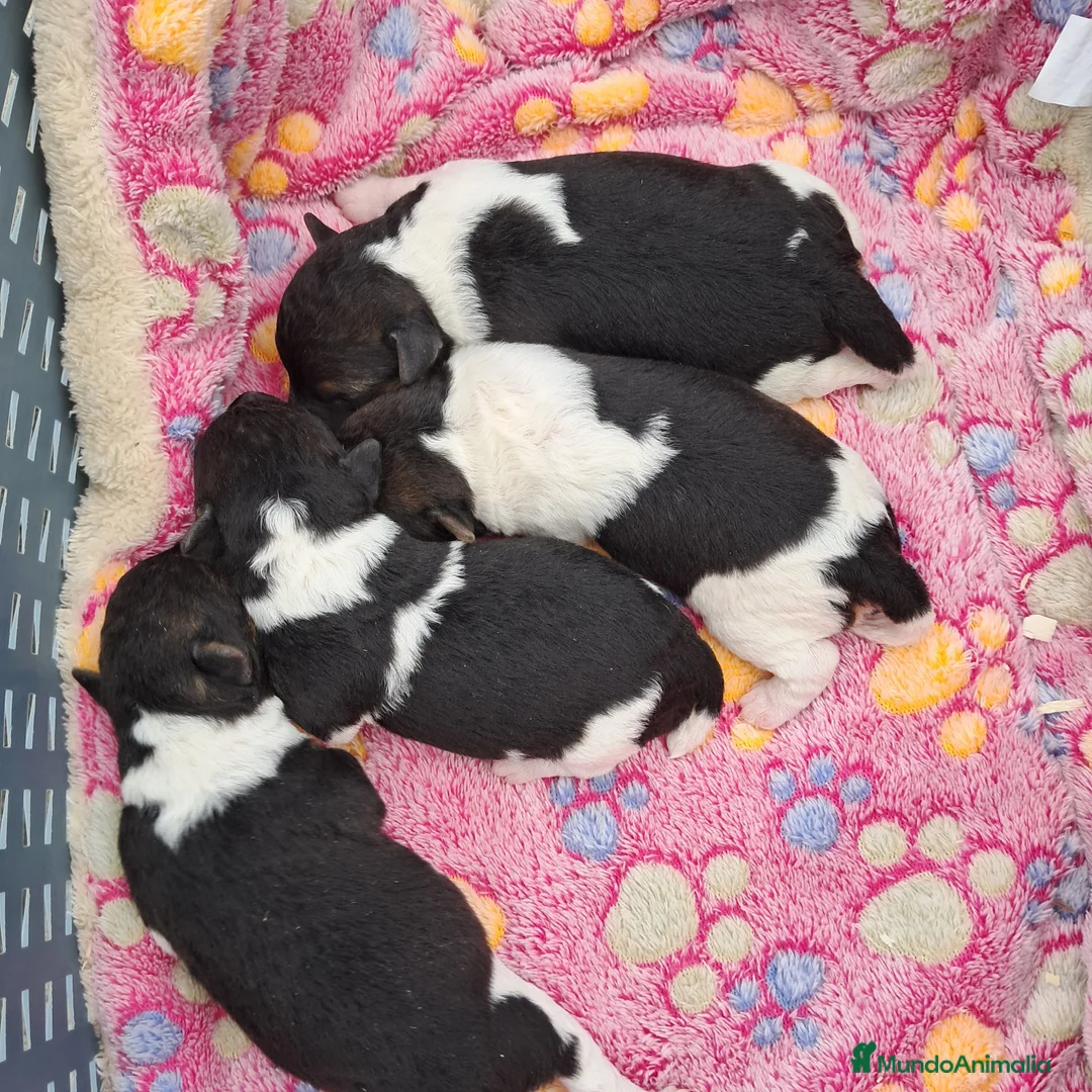 Fox Terrier de Pelo Duro perros en venta: Bebés Foxterrier  - Anuncio 3