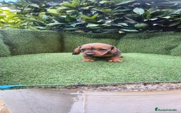 Teckel Miniatura perros en venta: teckel color jabali - Imagen 14