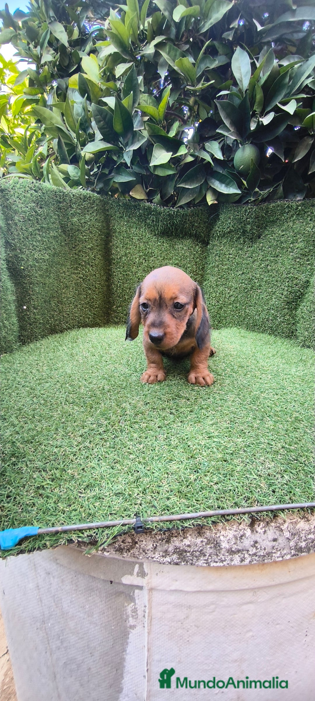 Teckel Miniatura perros en venta: teckel color jabali - Imagen 14
