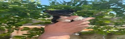 Pinscher Miniatura perros en venta: Rateros murcianos mini Pinscher  - Anuncio 3