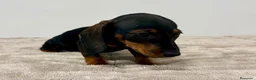 Teckel Miniatura perros en venta: Teckel miniatura - Anuncio 16