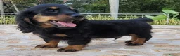 Teckel Miniatura perros en venta: teckel listos para entregar  - Anuncio 4