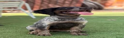 Épagneul Breton perros en venta: BRETON - Anuncio 2