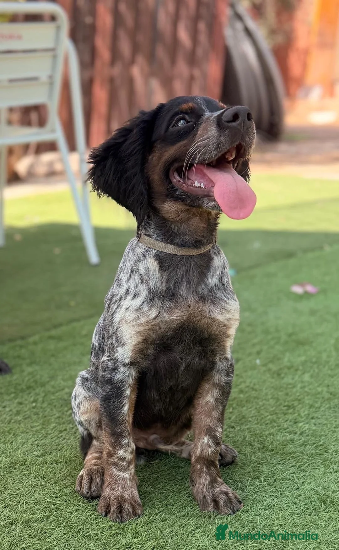 Épagneul Breton perros en venta: BRETON - Anuncio 2