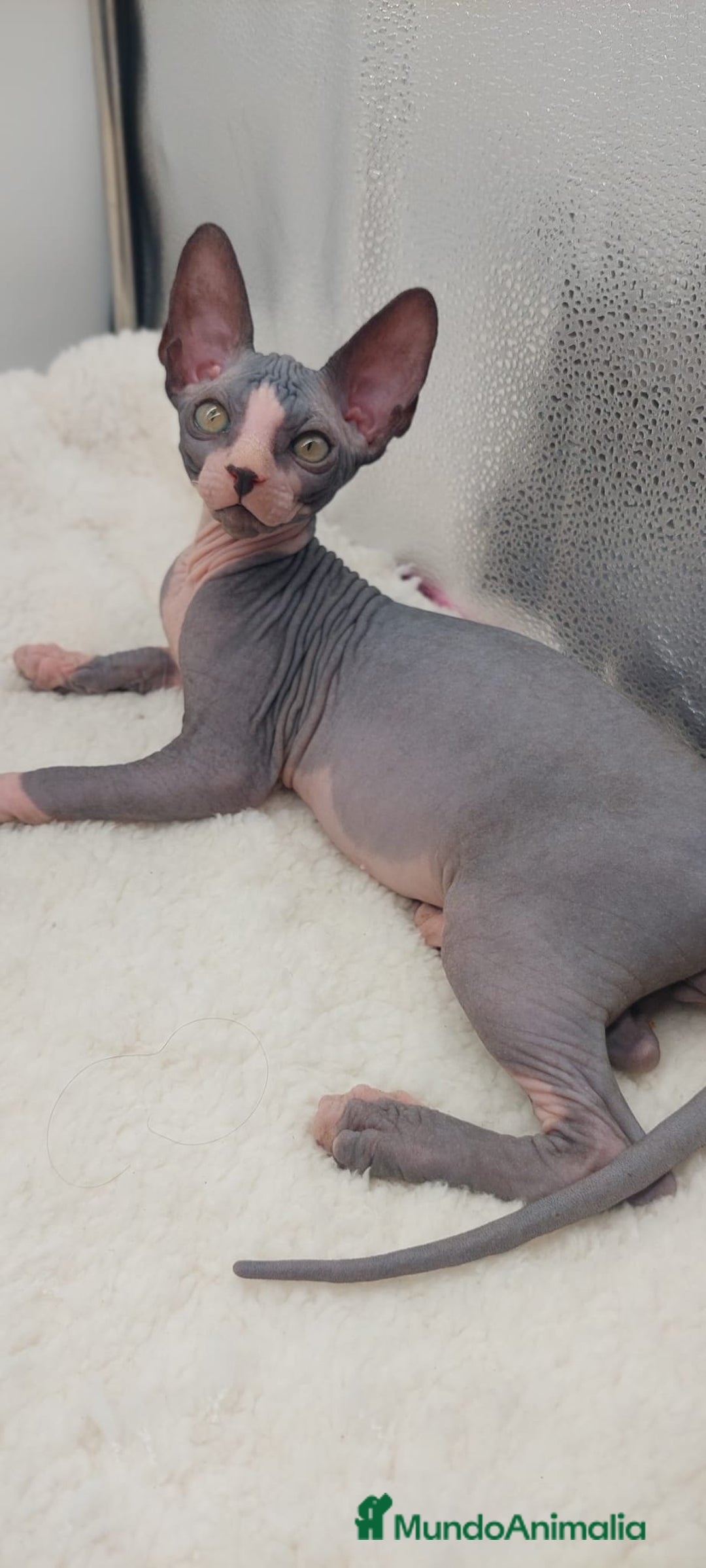 Sphynx gatos en venta: Machito bicolor  - Anuncio 2