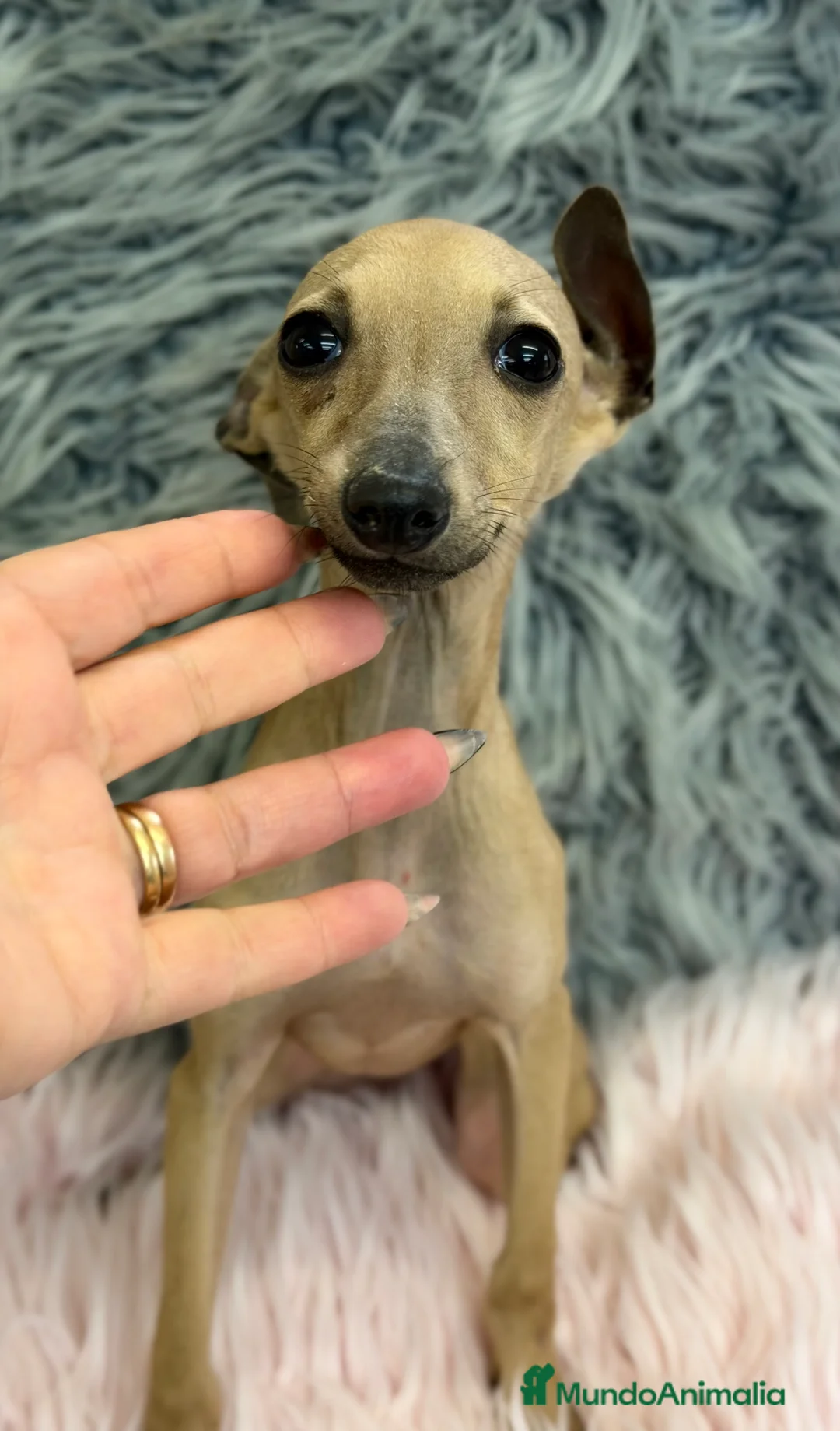 Pequeño Lebrel Italiano perros en venta: Piccolo italiano hembra  - Anuncio 2