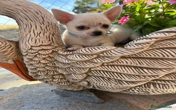Chihuahua perros en venta: Chihuahua Blanco Macho cabeza manzana !!! - Imagen 8