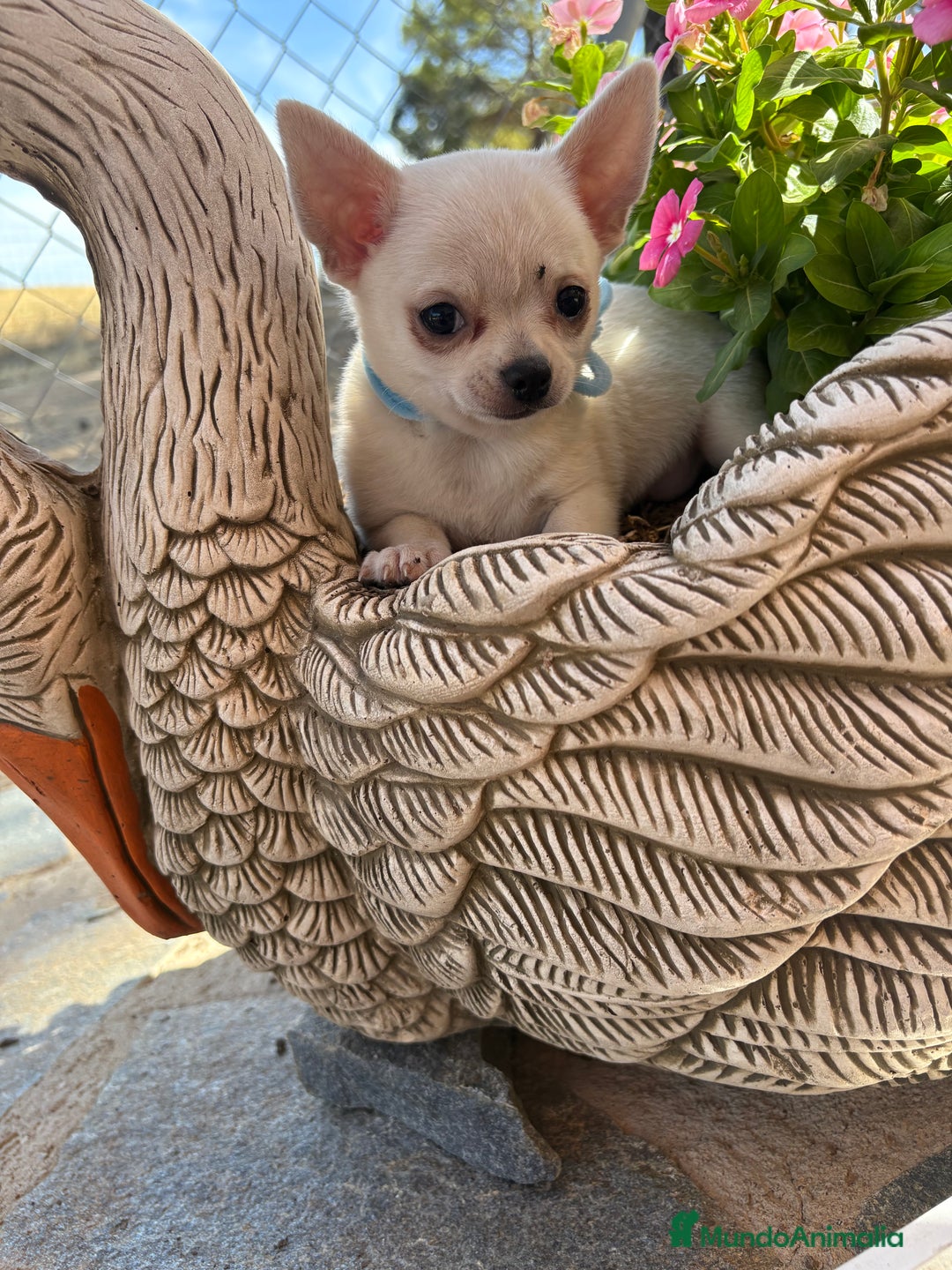 Chihuahua perros en venta: Chihuahua Blanco Macho cabeza manzana !!! - Imagen 8