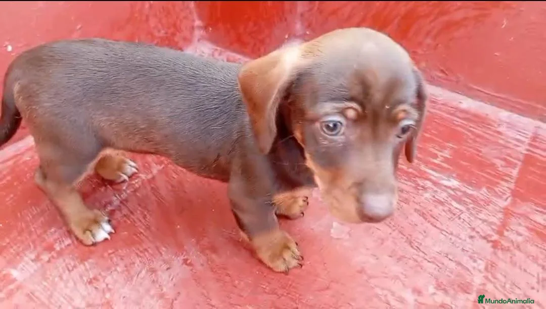 Teckel Miniatura perros en venta: TECKEL MINI - Anuncio 2