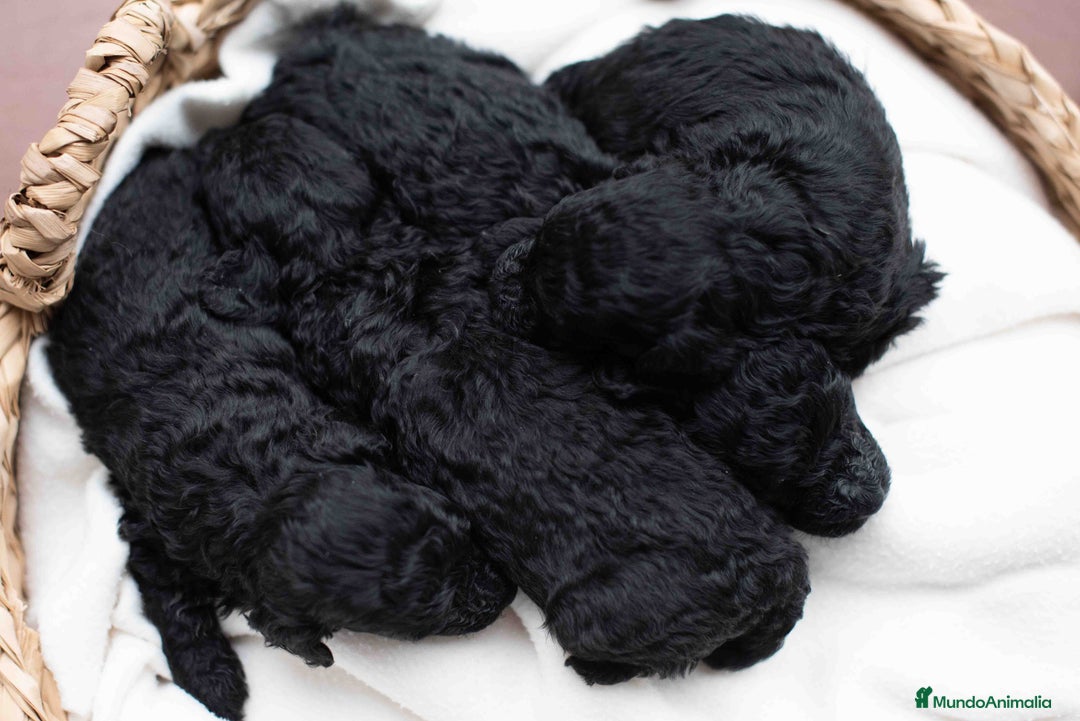Caniche Toy perros en venta: Caniche toy negros - Anuncio 12