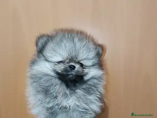 Pomerania perros Pomerania de Lulú - Anuncio 39