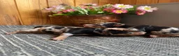 Pinscher Miniatura perros en venta: Pinscher Miniatura Cachorros Cría Responsable  - Anuncio 4