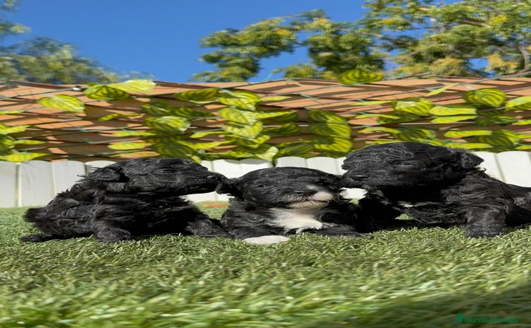 Caniche Toy perros - Anuncio 7