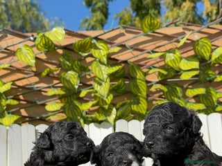 Caniche Toy perros - Anuncio 27