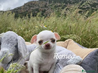 Chihuahua perros en Ciudad Real - Anuncio 26