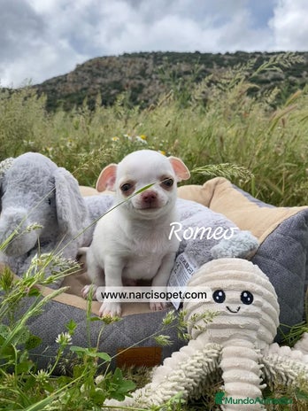 Chihuahua perros en Ciudad Real - Anuncio 19