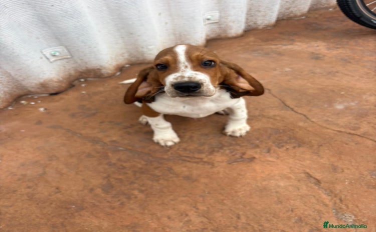 Basset Hound perros Basset hound último macho - Anuncio 4