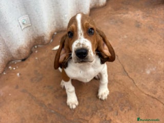 Basset Hound perros Basset hound último macho - Anuncio 4