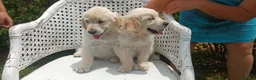 Golden Retriever perros en venta: CAMADA GOLDEN RETRIEVER - Anuncio 1