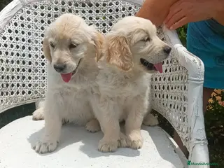 Golden Retriever perros en venta: CAMADA GOLDEN RETRIEVER - Anuncio 2