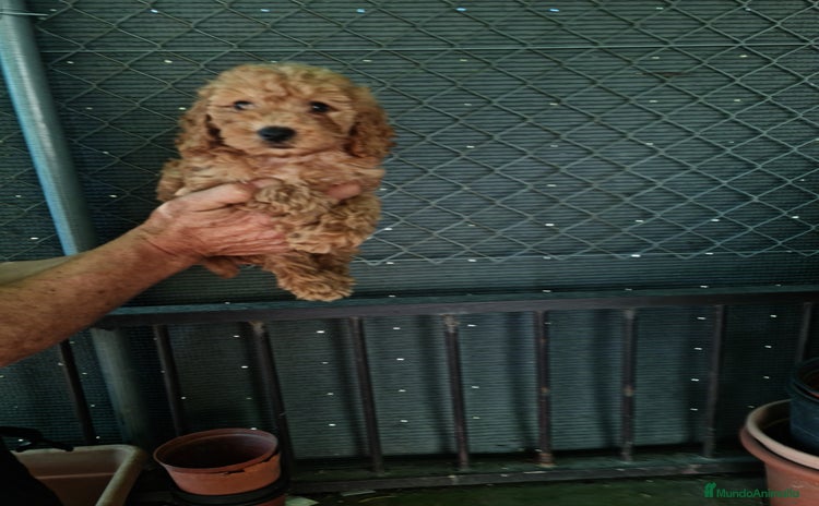 Caniche Toy perros - Anuncio 9