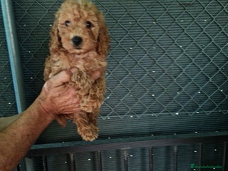 Caniche Toy perros - Anuncio 17