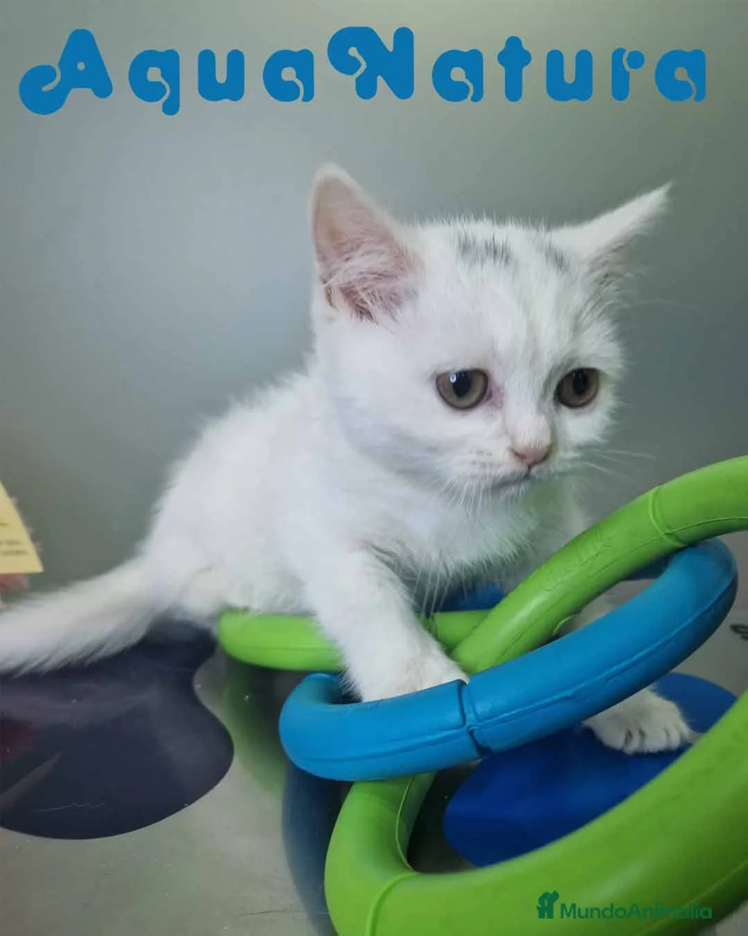 Británico de Pelo Corto gatos en venta: British Shorthair Hembra 1740 AQUANATURA - Anuncio 3