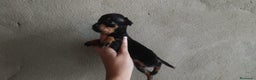 Pinscher Miniatura perros en venta: Pincher miniatura en Badajoz - Anuncio 1