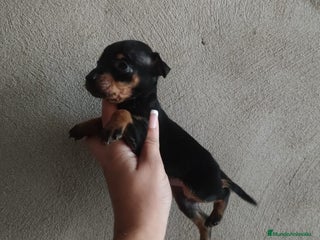 Pinscher Miniatura perros en Badajoz - Anuncio 7