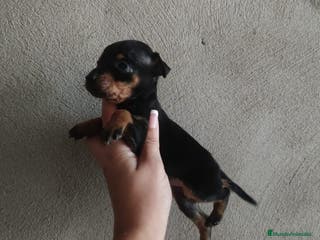 Pinscher Miniatura perros Pincher miniatura en Badajoz - Anuncio 37