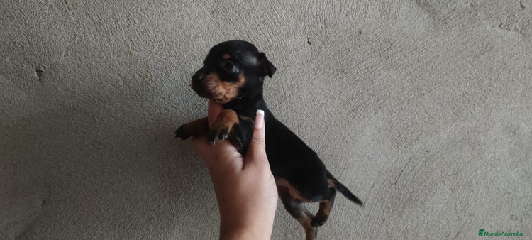 Pinscher Miniatura perros en Badajoz - Anuncio 5
