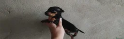 Pinscher Miniatura perros en venta: Pincher miniatura en Badajoz - Anuncio 1