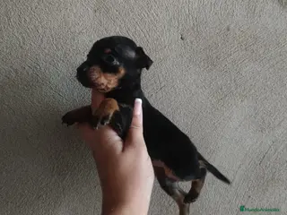 Pinscher Miniatura perros Pincher miniatura en Badajoz - Anuncio 24