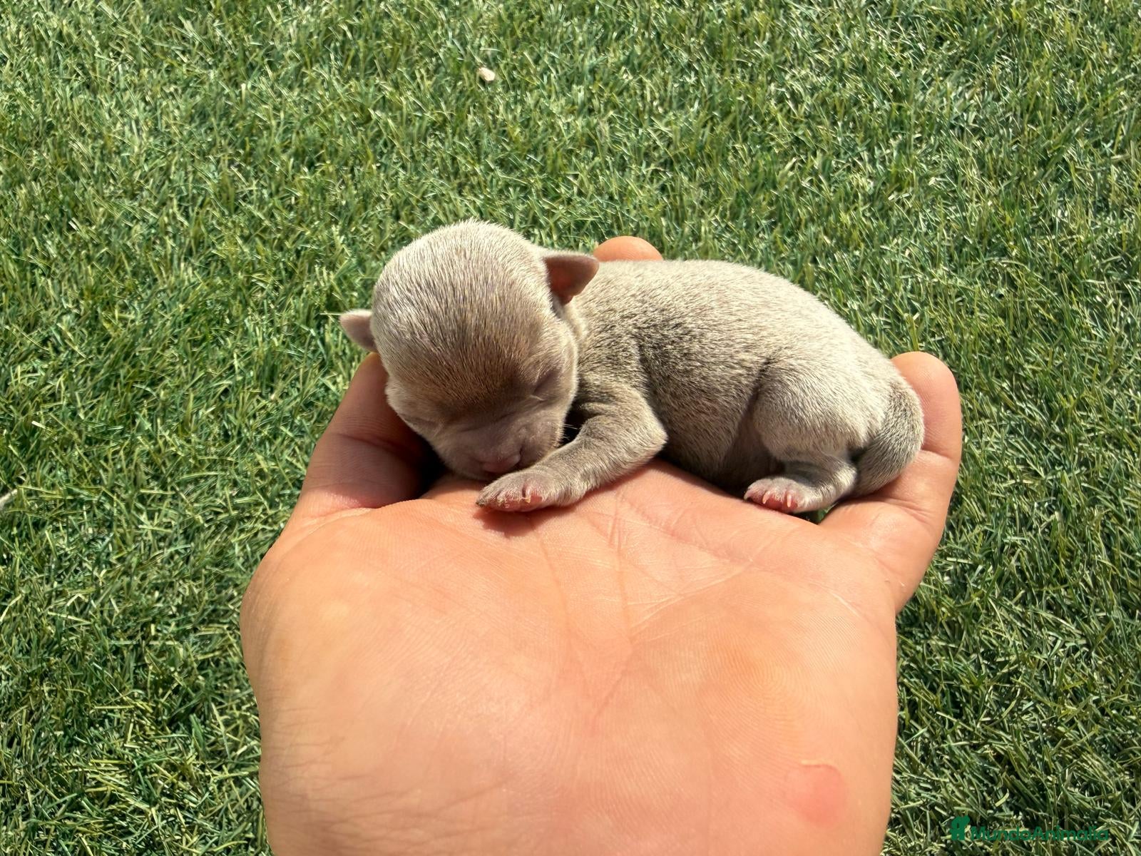 Chihuahua perros Chihuahuas exóticos toys cabeza de manzana - Anuncio 1