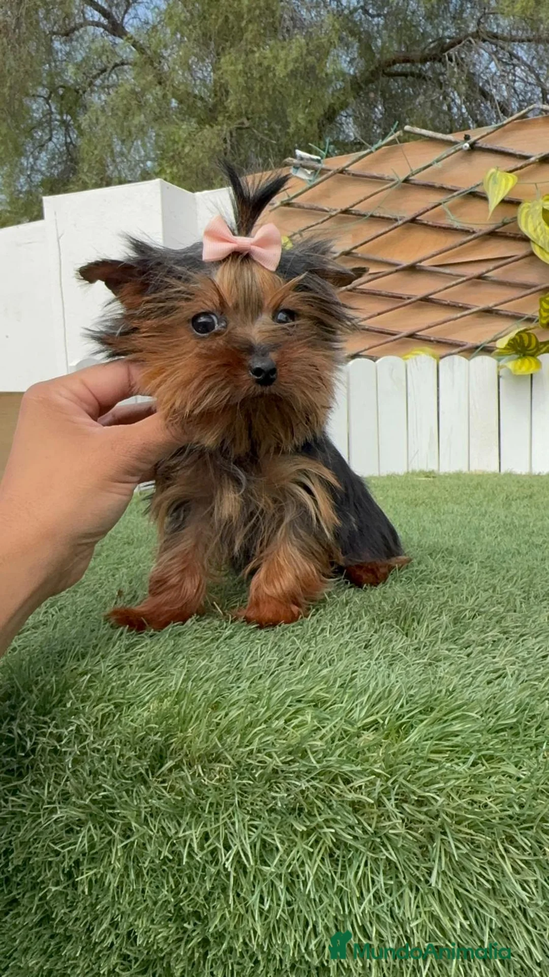 Yorkshire Terrier perros en venta: YORKSHIRE HEMBRA - Anuncio 20