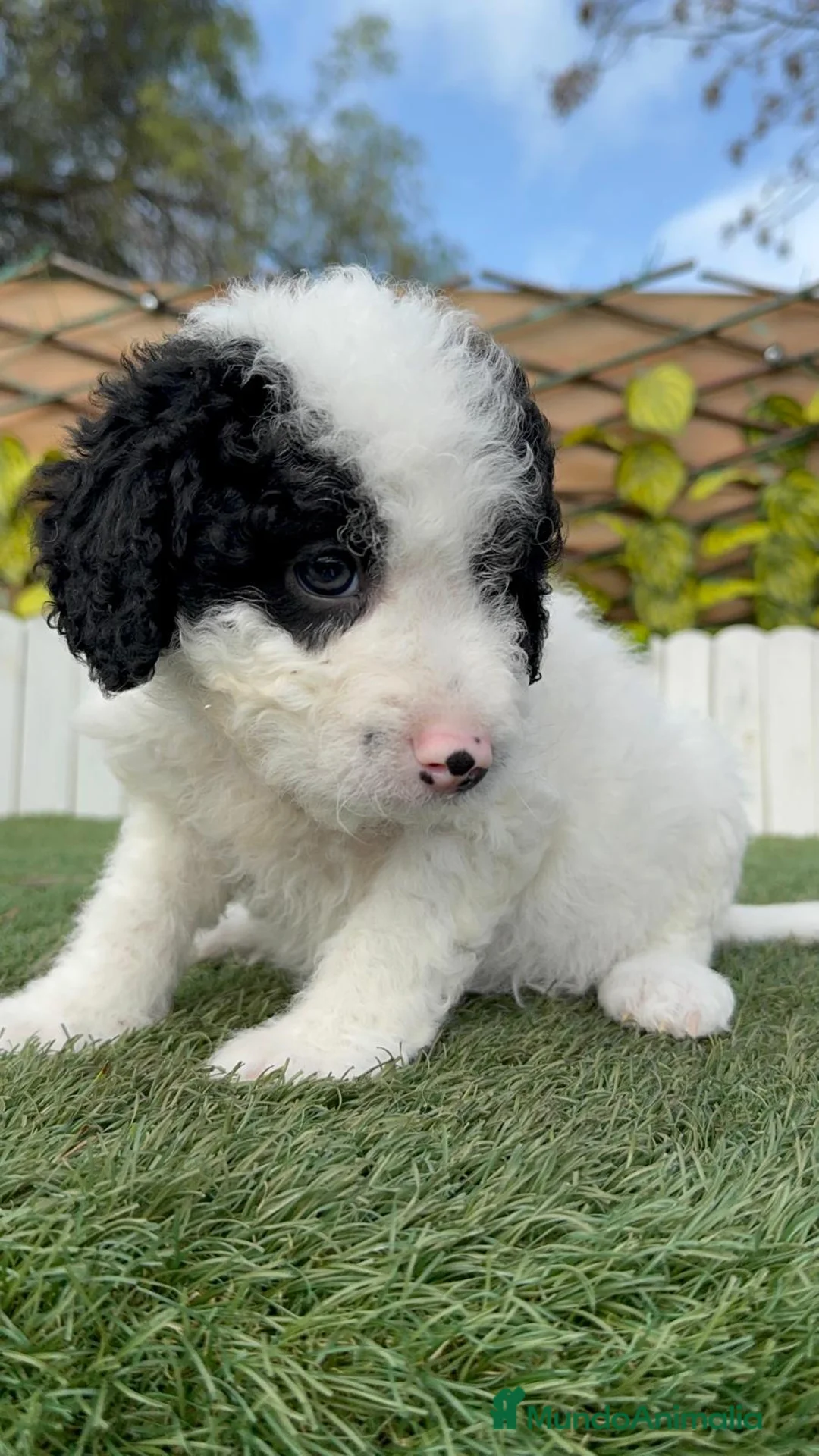 Perro de Agua Español perros en venta: PERRO DE AGUA HEMBRA - Anuncio 18