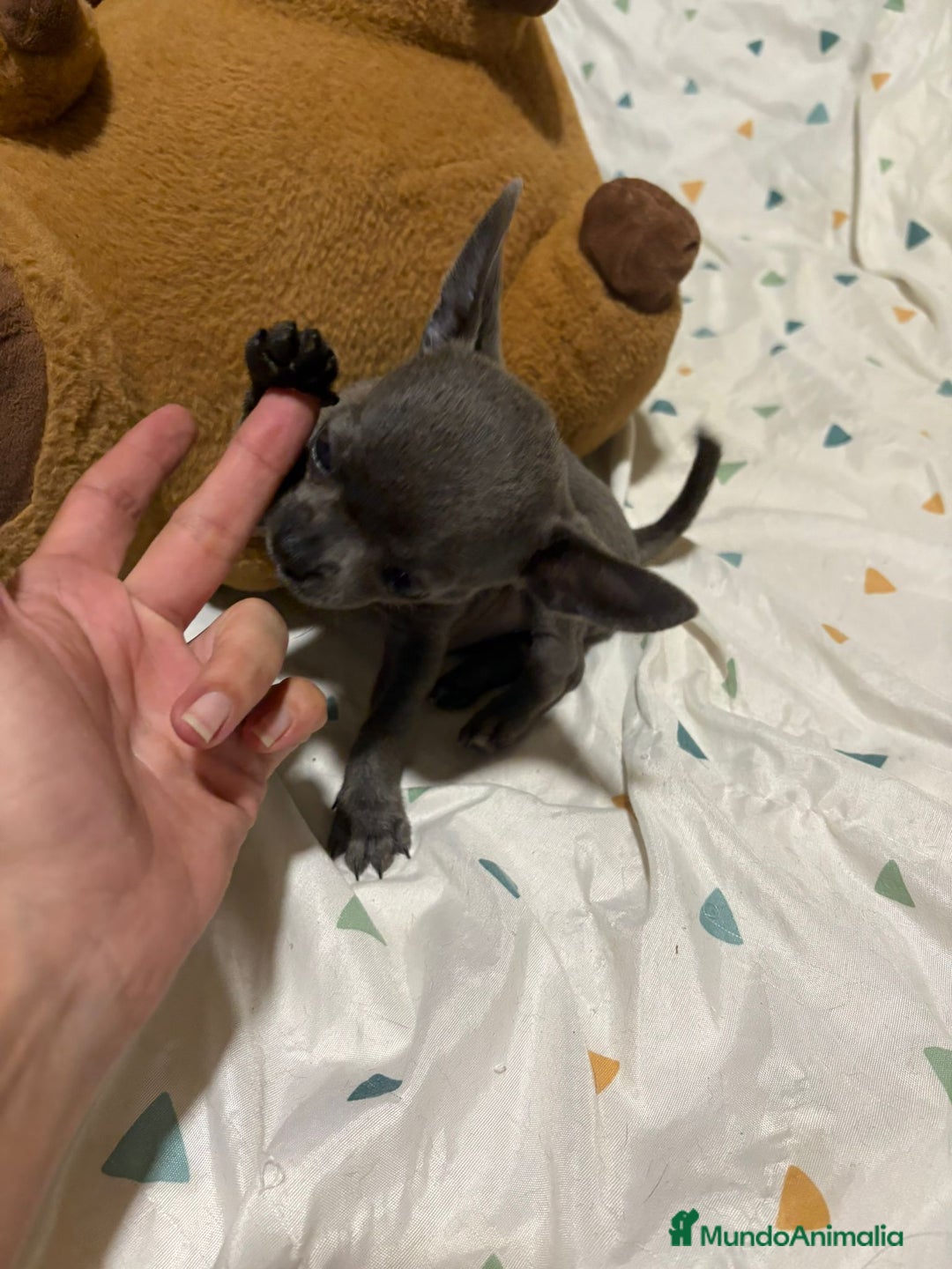 Chihuahua perros en venta: Chihuahua toy blue - Imagen 4