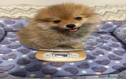 Pomerania perros en venta: Lulu pomerania  - Imagen 7