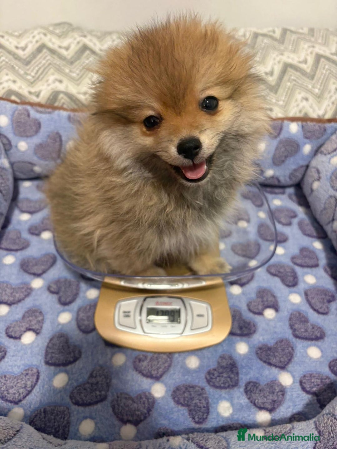 Pomerania perros en venta: Lulu pomerania  - Imagen 7